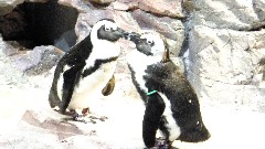 Penguins; Aquarium Boston, MA